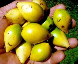   Fruits:   Artabotrys hexapetalus ; Photo by Ahmad Fuad Morad, eol.org
